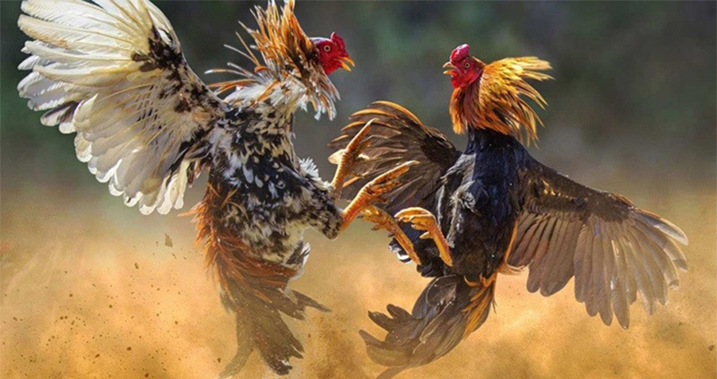 Quy trình 3 bước cá cược siêu dễ dàng tại 789WIN